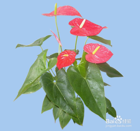 花烛的养殖方法及注意事项