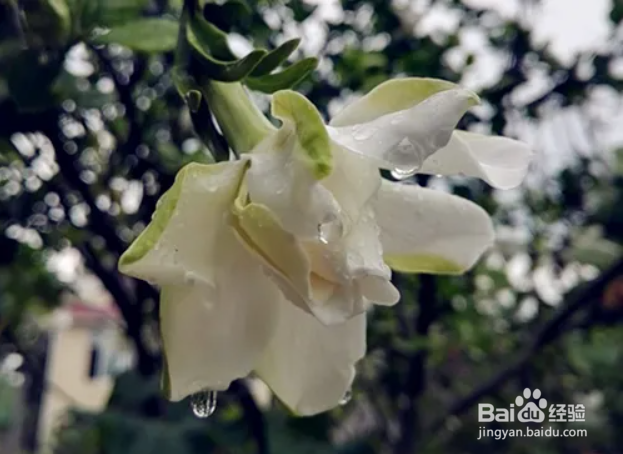 栀子花怎样修剪