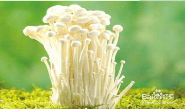 金针菇如何种植