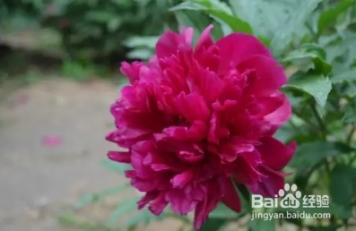 中国名花，五月花神，一开就惊艳全场