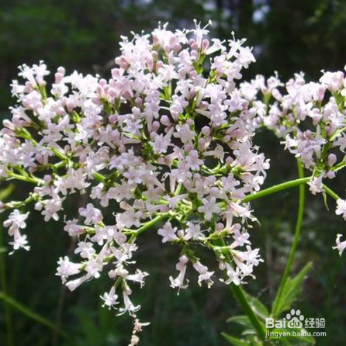 缬草的培育方法和注意事项