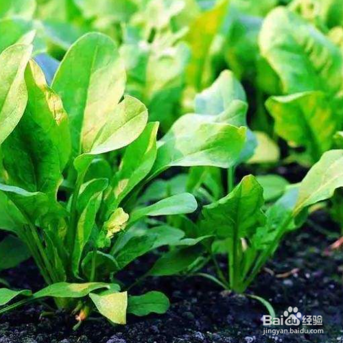 秋菠菜种植时间和方法