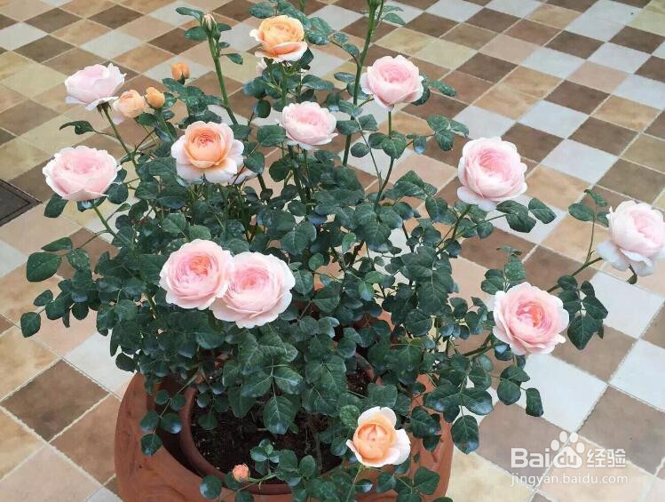 怎么养盆栽月季
