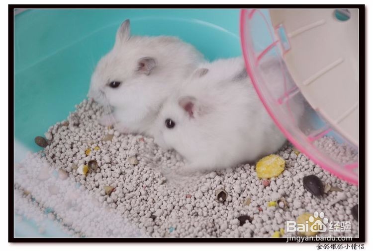 小仓鼠能吃什么