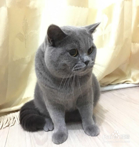 英短蓝猫拉软便怎么办