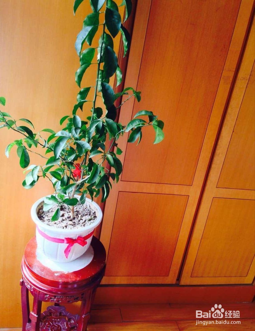 冬季家里适合养什么植物