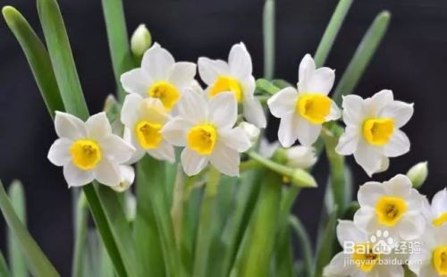 #过年#春节期间买什么花放在家里面比较好呢？