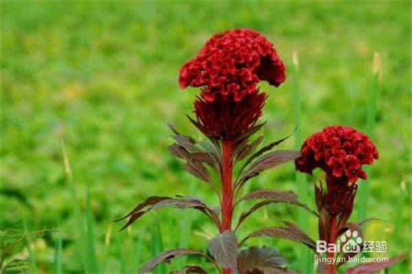 鸡冠花的养殖方法