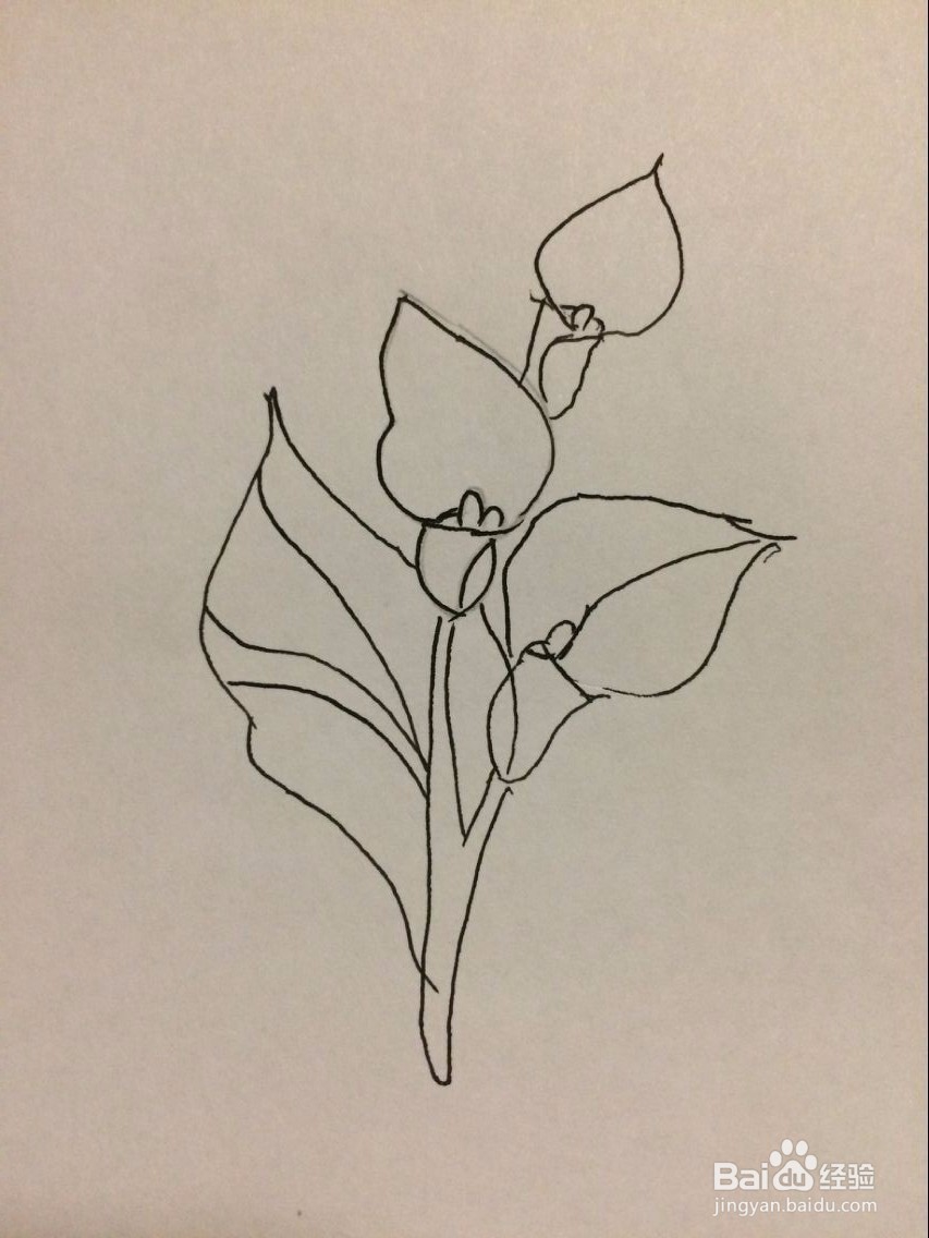 马蹄莲的简笔画法