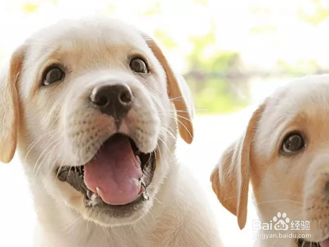 怎么轻松打造高颜值汪星人？