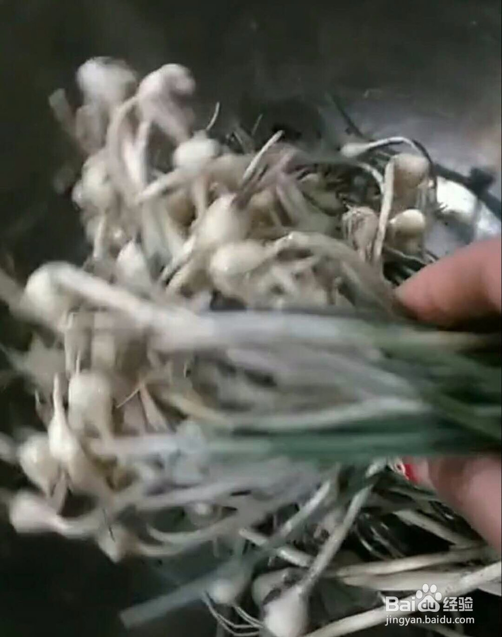 野生小根蒜做法