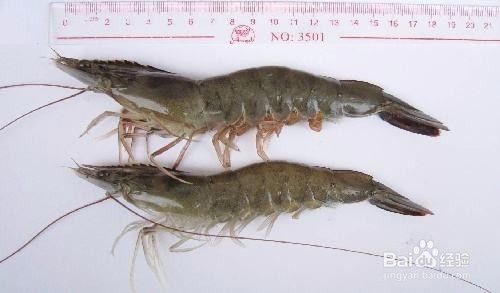 怎样把握养殖对虾收获的时机