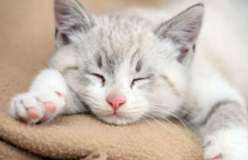 猫嘴上长猫藓怎么办