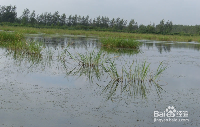 我的龙虾情缘：[3]甩卖龙虾