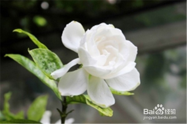 如何养植栀子花