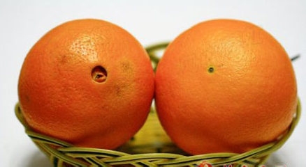 如何挑选好吃的橙子