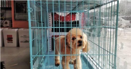 十一长假你出门了，狗怎么办？