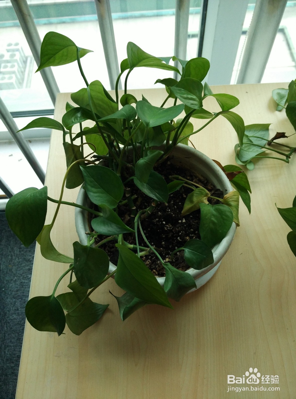 怎么提高办公室绿萝的成活率?