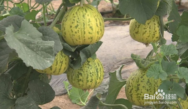 糖尿病人可以吃甜瓜吗?血糖高能吃甜瓜吗?