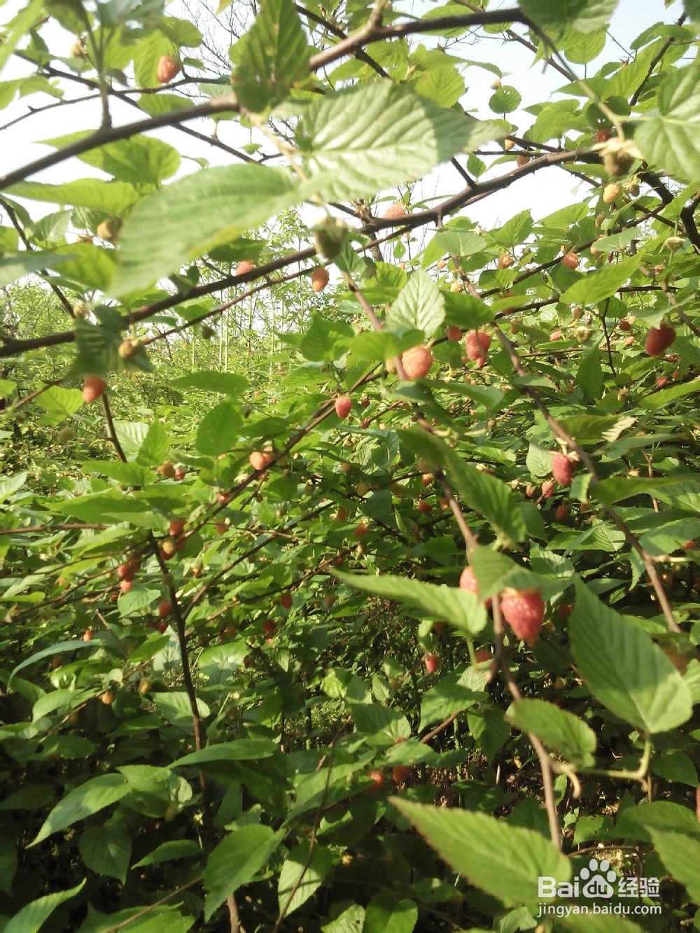 爬山要注意哪些事项呢？