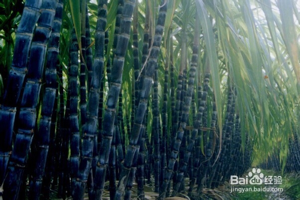 怎么挑新鲜水果——怎么挑甘蔗