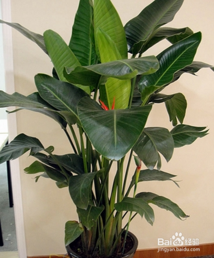 天堂鸟植物怎么养