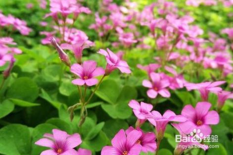 什么花的花期最长一年四季都开花 百度经验 什么花的花期最长一年四季都开花 百度经验