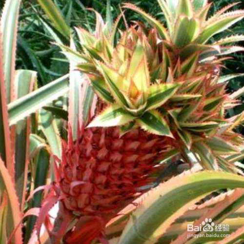 养殖艳凤梨的方法和注意事项