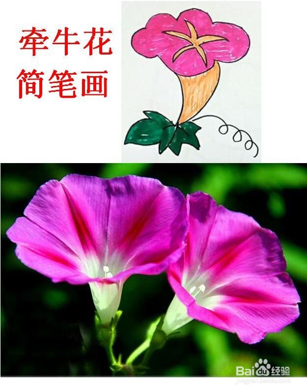 牵牛花简笔画