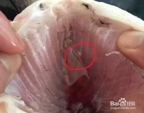 为什么吃鱼一定要把鱼鳃摘除 百度经验 为什么吃鱼一定要把鱼鳃摘除 百度经验