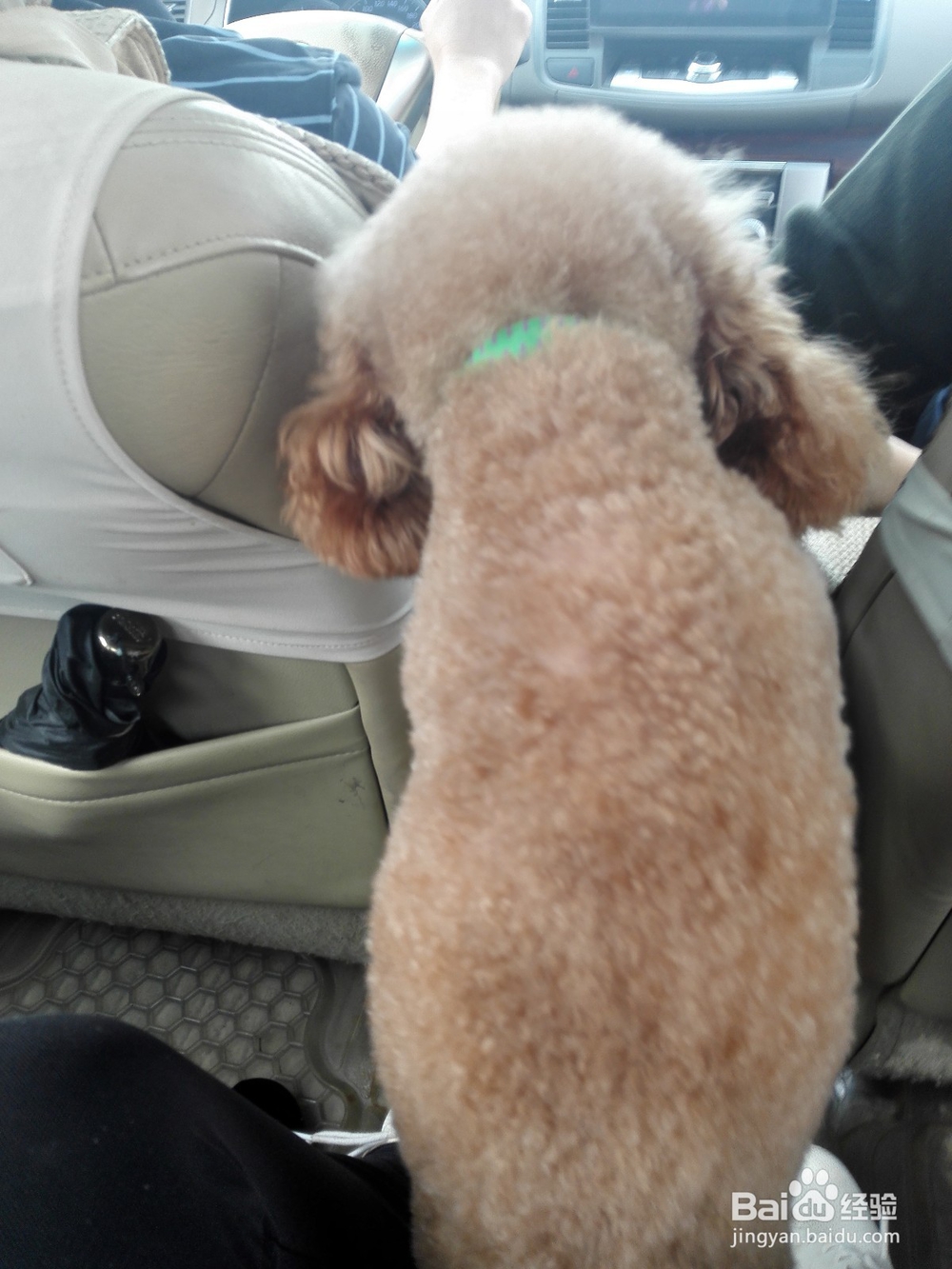 在家饲养小泰迪要注意什么？