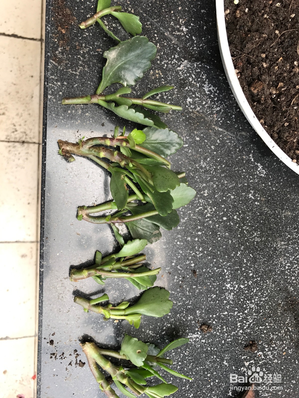 长寿花开败后的处理方法