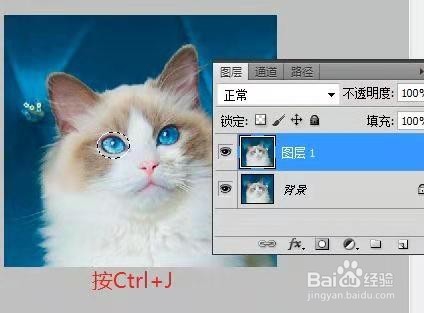 用PS制作动态猫咪表情包