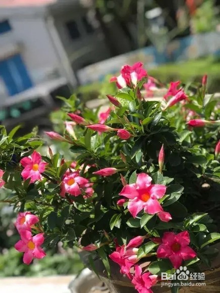 养上3种爬藤花,隔热降温,好看好养