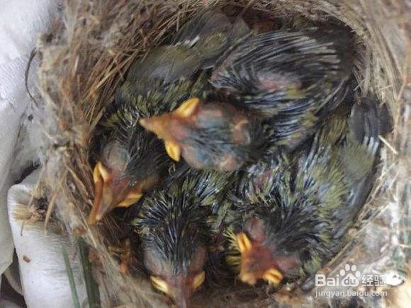 刚破壳的幼鸟怎么养
