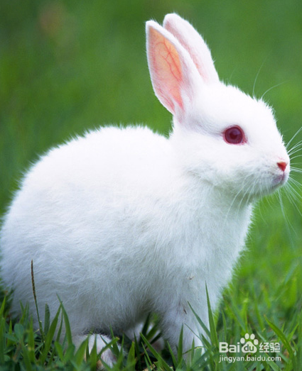 怎么养兔子，可爱的兔兔哟