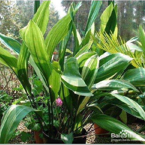 一叶兰不长的原因是什么?