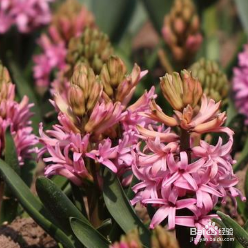 风信子谢了还会再开吗？