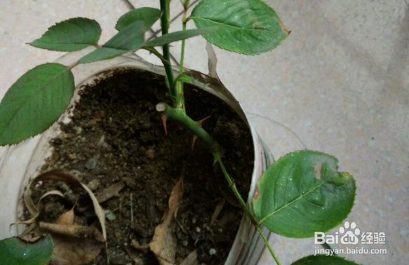 月季如何保证扦插的成活率呢？