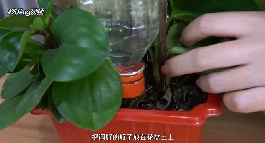 如何自动浇灌花草