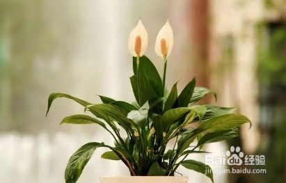 在办公桌上面摆这几种植物，让你的工作事半功倍