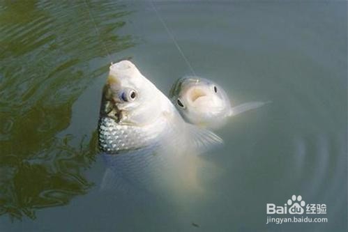 夜钓没口怎么办