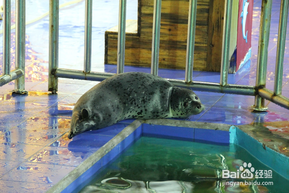 武汉东湖海洋世界公园旅游攻略