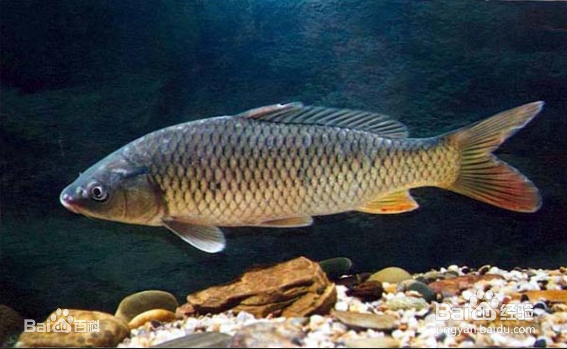 活鲤鱼怎么保存