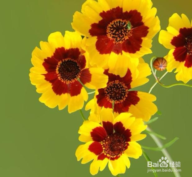 蛇目菊播种繁殖方法