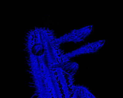 用opencv-python把动态图变成反色动态图