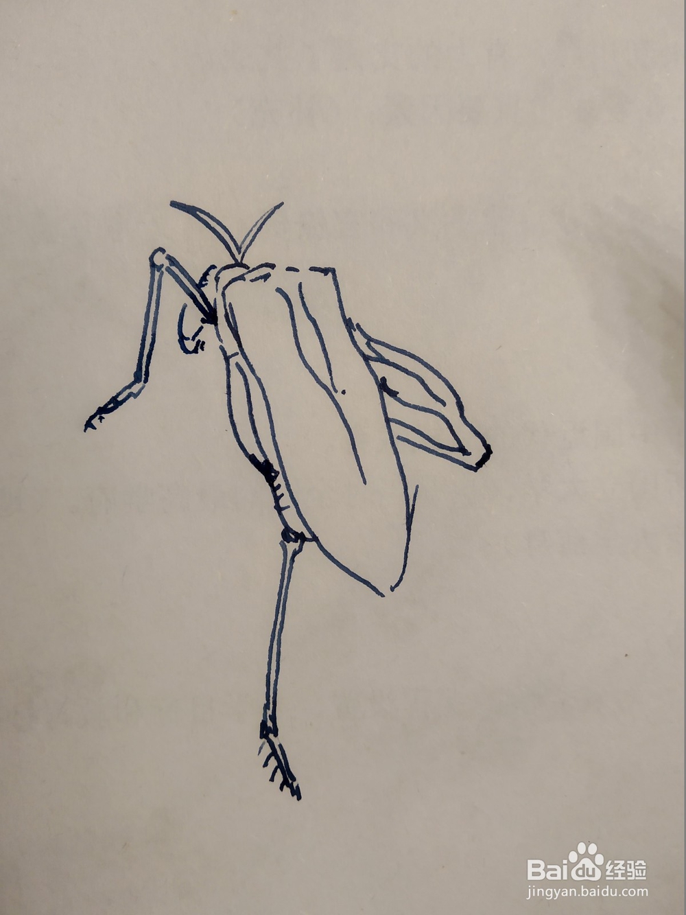 飞蝗的双钩画法