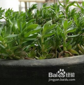 垂盆草怎么样养才能爆盆