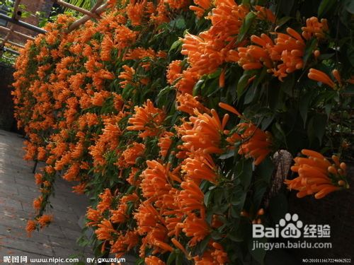 怎样让炮仗花花满枝头