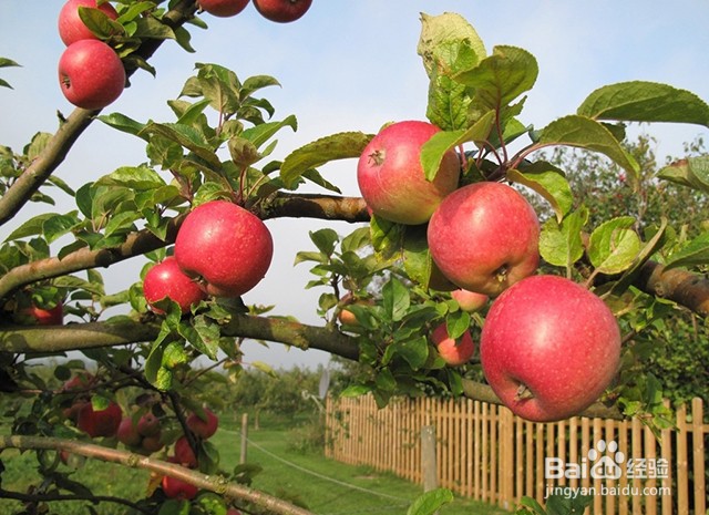 苹果膨果增甜的施肥要点和膨果增甜的管理要点